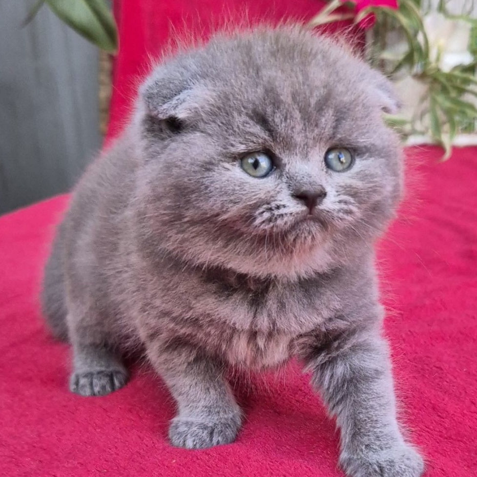 Lola Scottish Fold female, blue