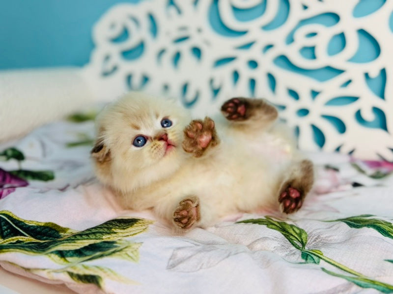 Xtreme Scottish Fold male chocolate pointed bicolour - live animals