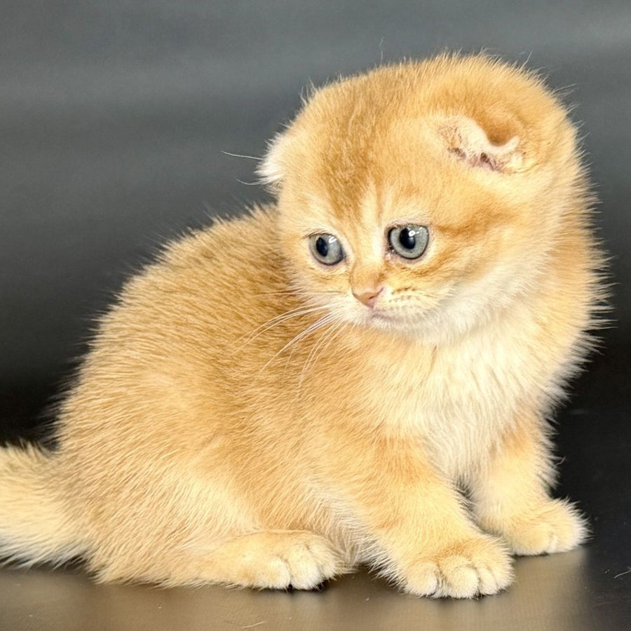 Ulani Scottish Fold female, black golden chinchilla