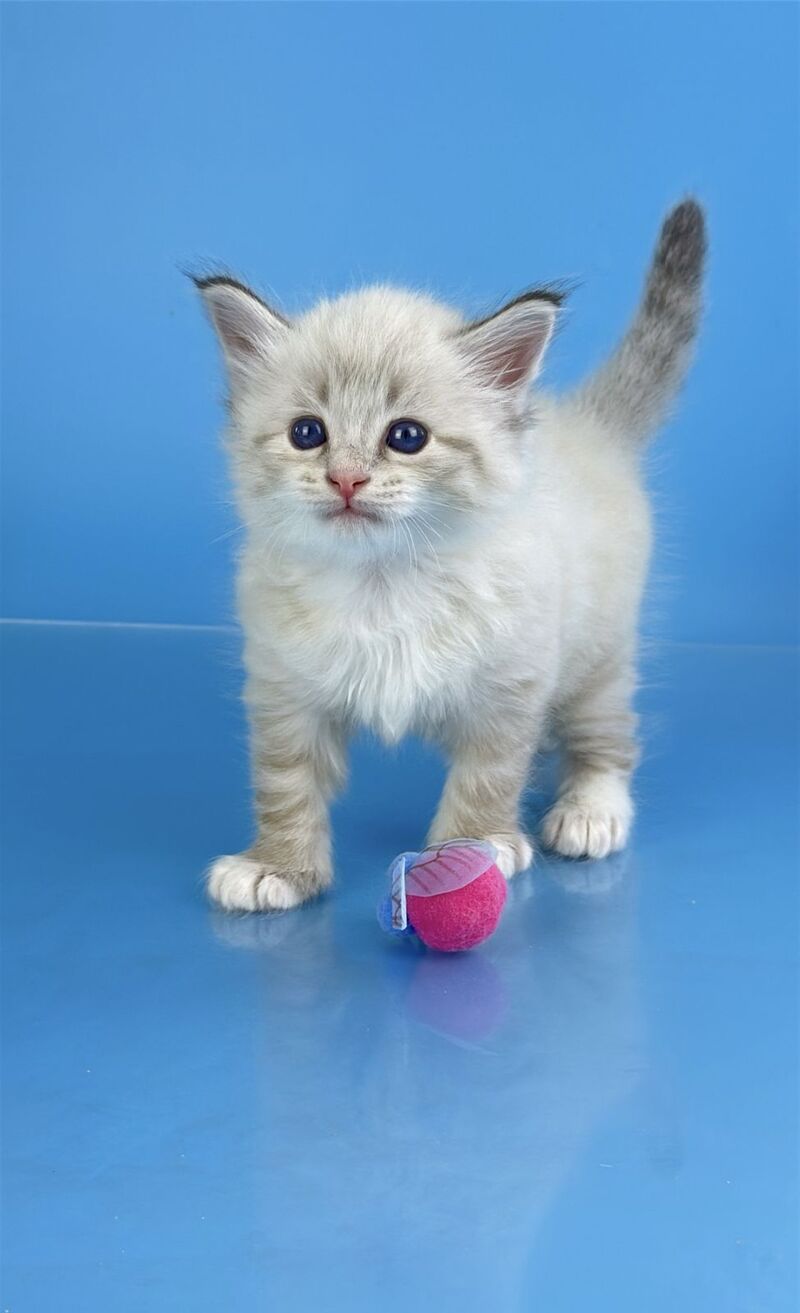 Winston Siberian male seal tabby pointed with white - live animals