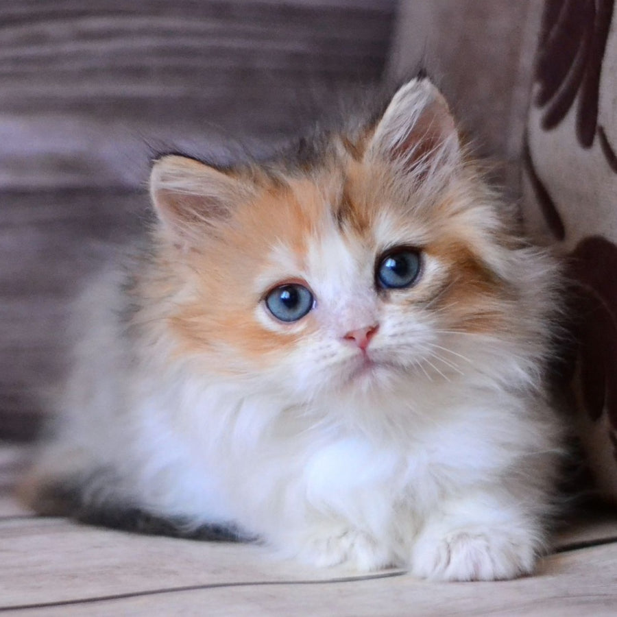 Iriska British Longhair female, black tortie bicolour
