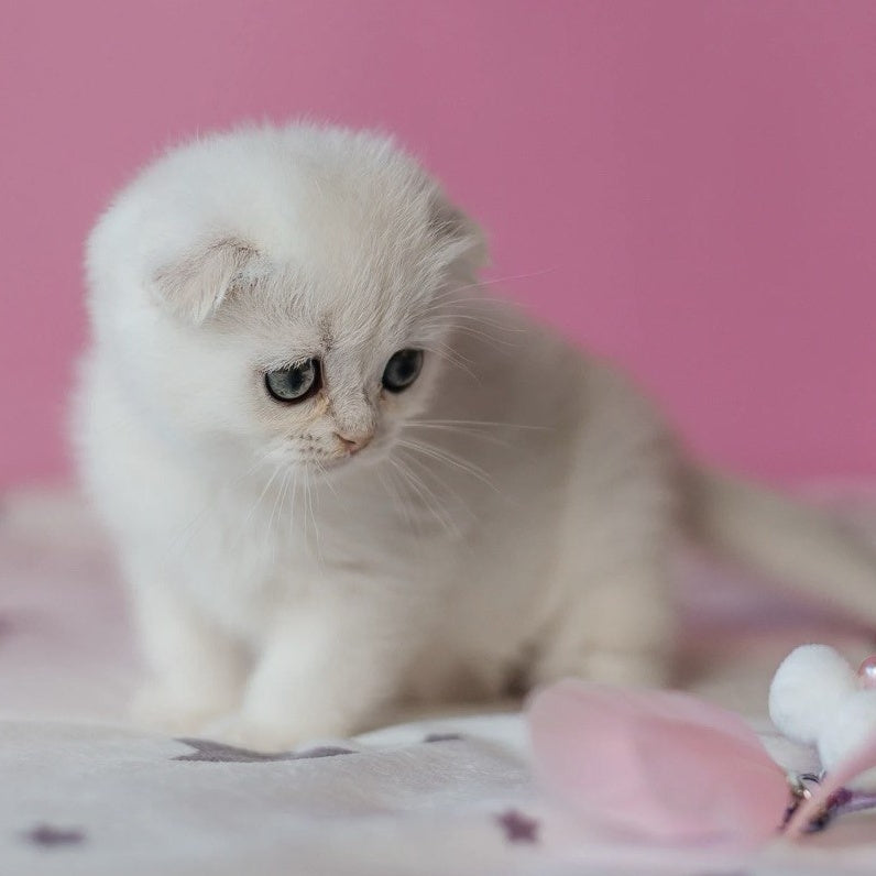 Infinite Scottish Fold female, black silver chinchilla