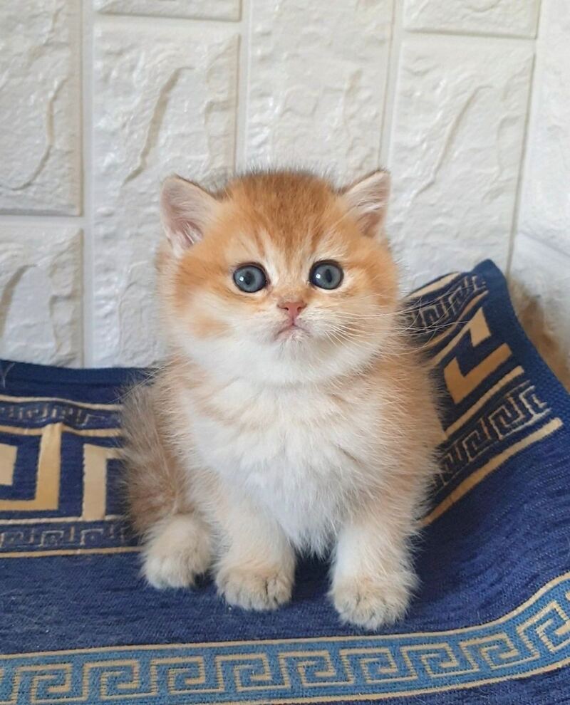 Kristian Scottish Straight male black golden shaded - live animals
