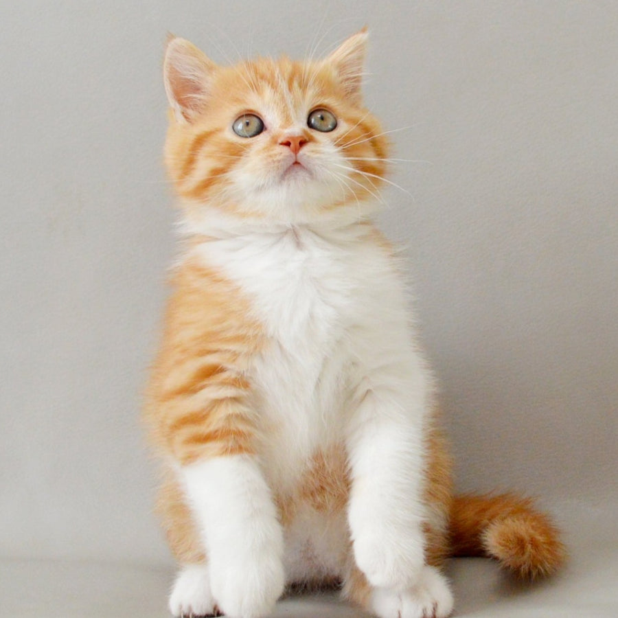 Whiskey Scottish Straight male, red spotted tabby bicolour