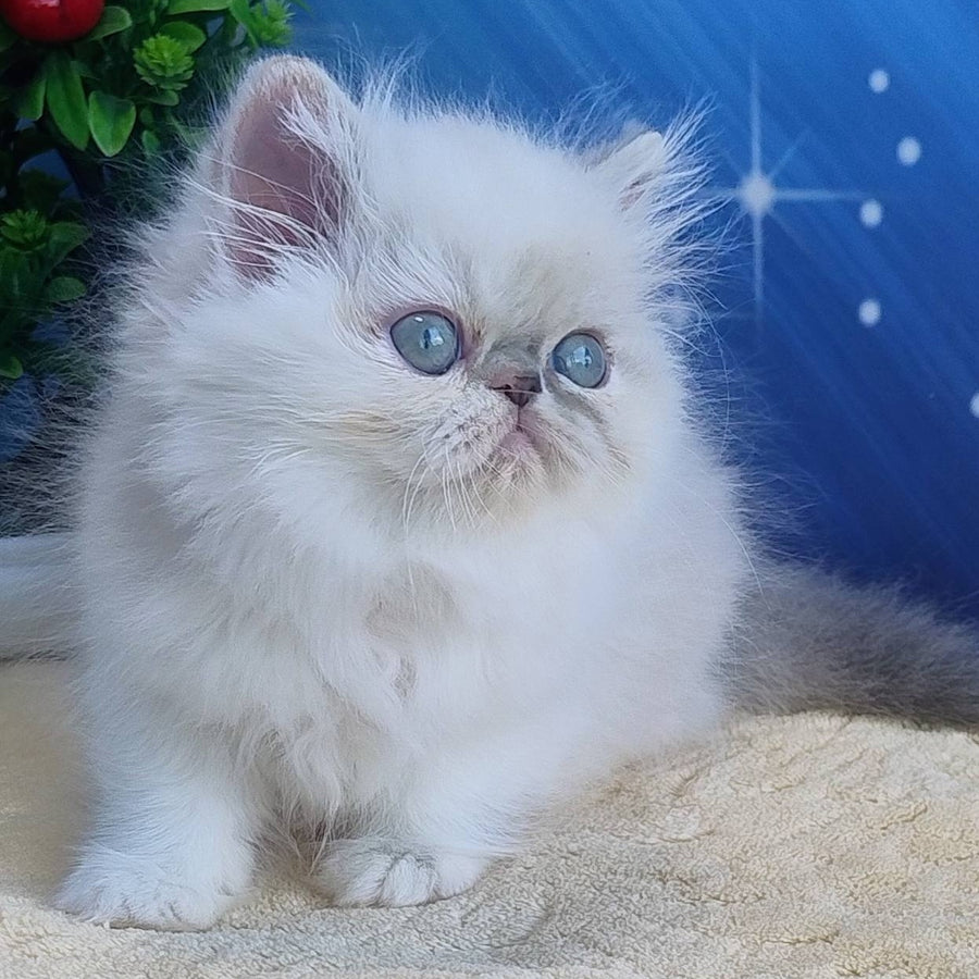 Sesil Persian female, black tabby pointed bicolour