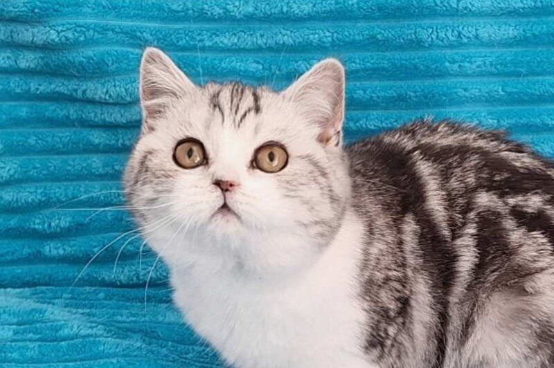 Zira Scottish Straight female black silver tabby bicolour live animals