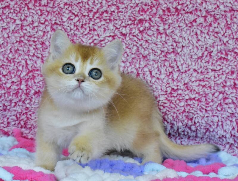 Oskar British Shorthair male, black golden chinchilla