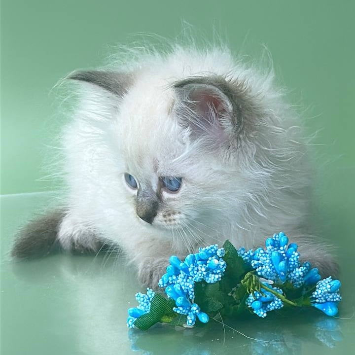 Archer Siberian male, seal tabby pointed
