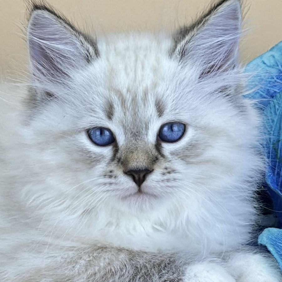 Arctic Siberian male, seal tabby pointed with white