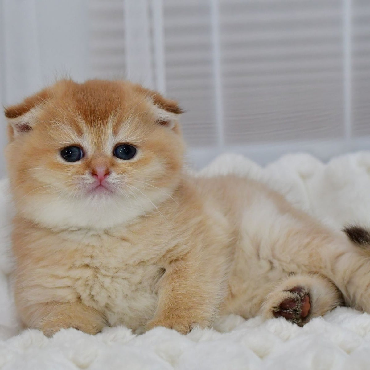 Nika Scottish Fold female, black golden shaded
