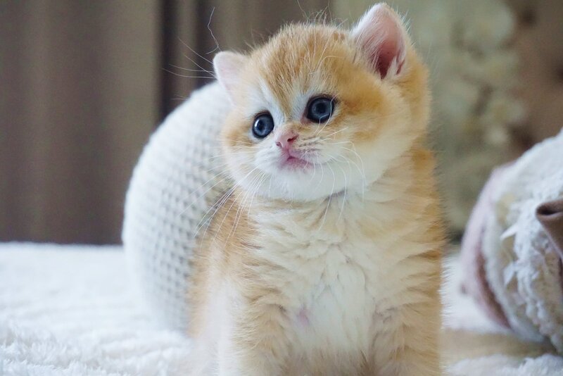Dale British Shorthair male, black golden chinchilla
