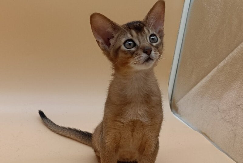 Lucky Abyssinian male ruddy - live animals