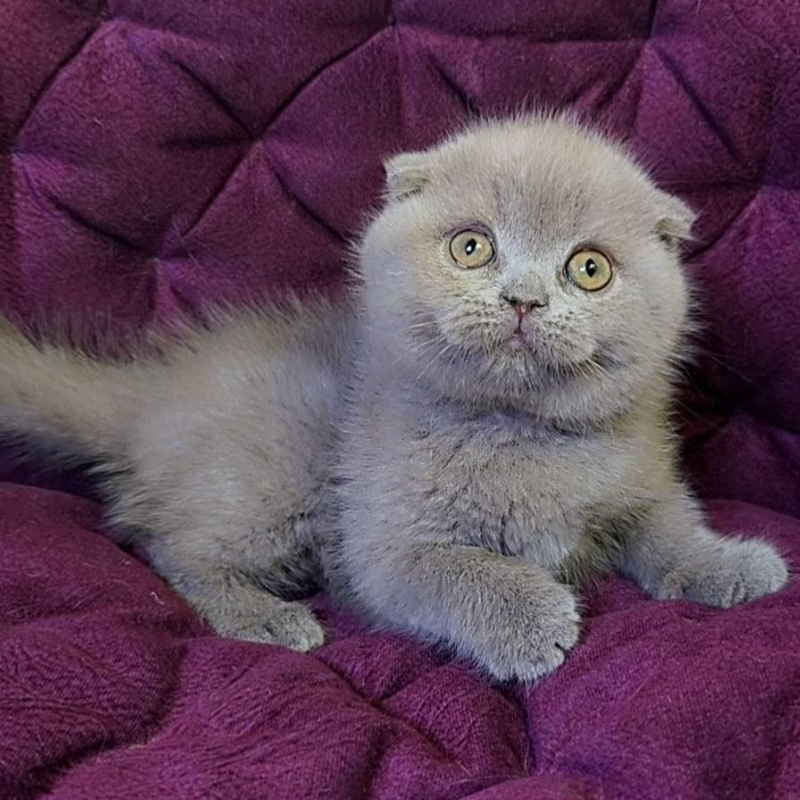 Margosha Scottish Fold female, lilac