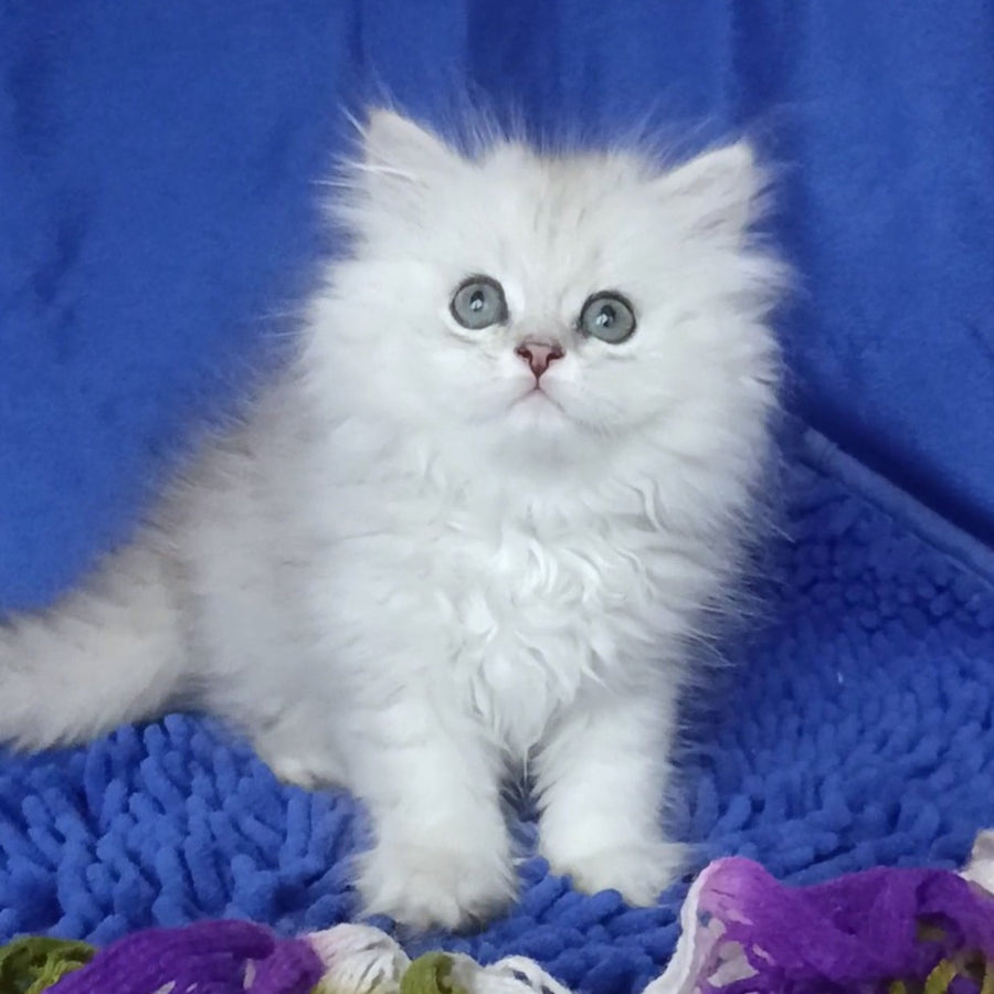 Marsel British Longhair male, black silver shaded