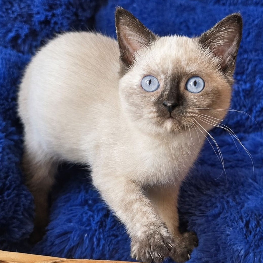 Laura British Shorthair female, black tortie pointed