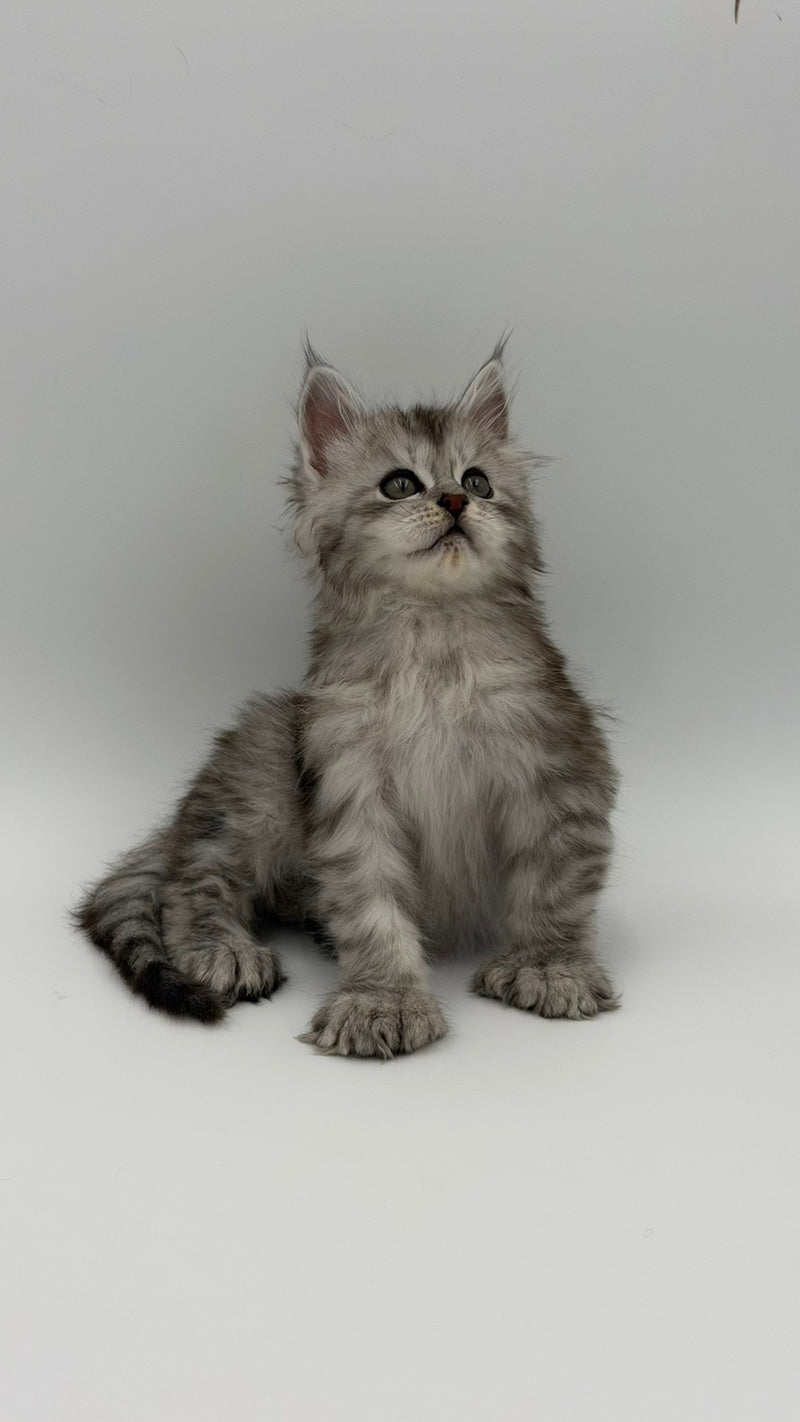 Marta Maine Coon polydactyl female, black silver spotted tabby