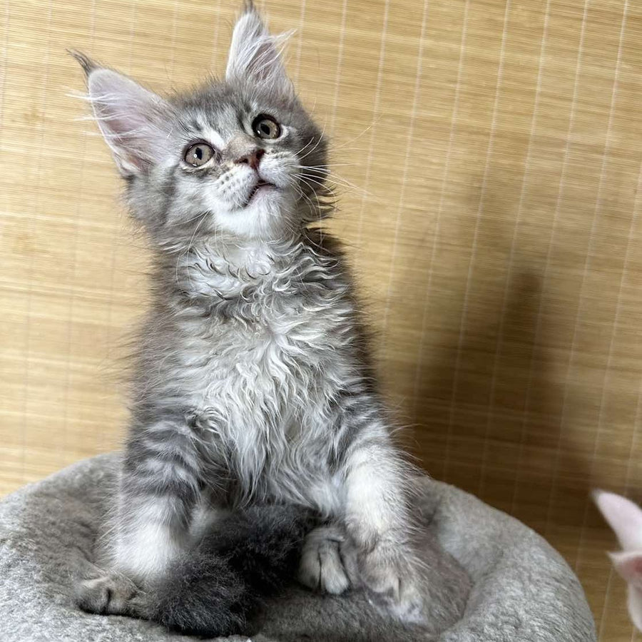 Mone Maine Coon male, blue silver ticked tabby