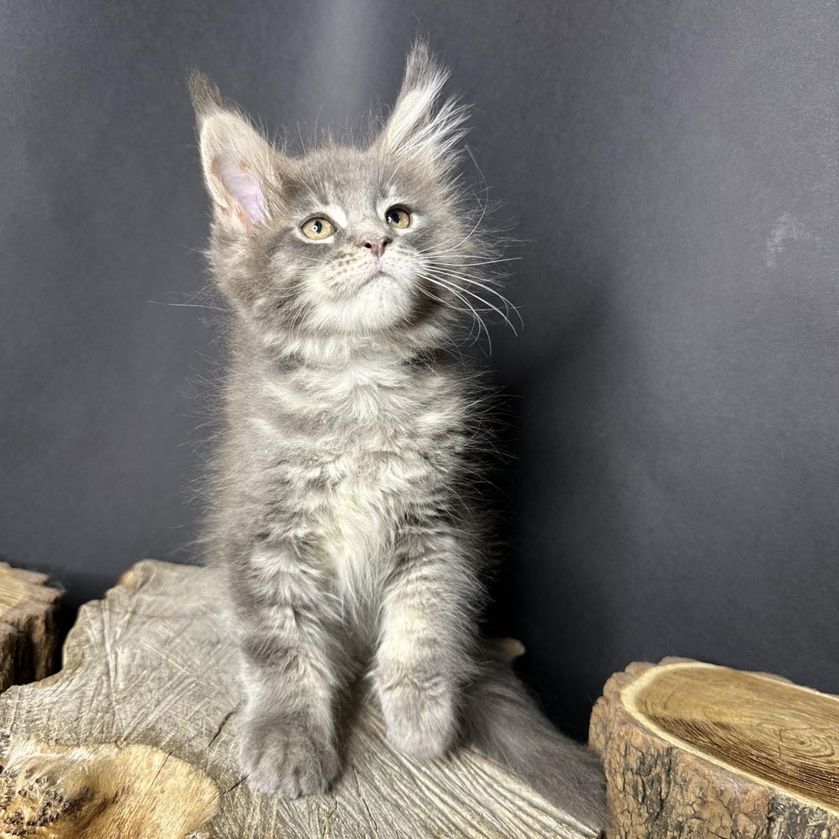 Piper Maine Coon female, blue tabby