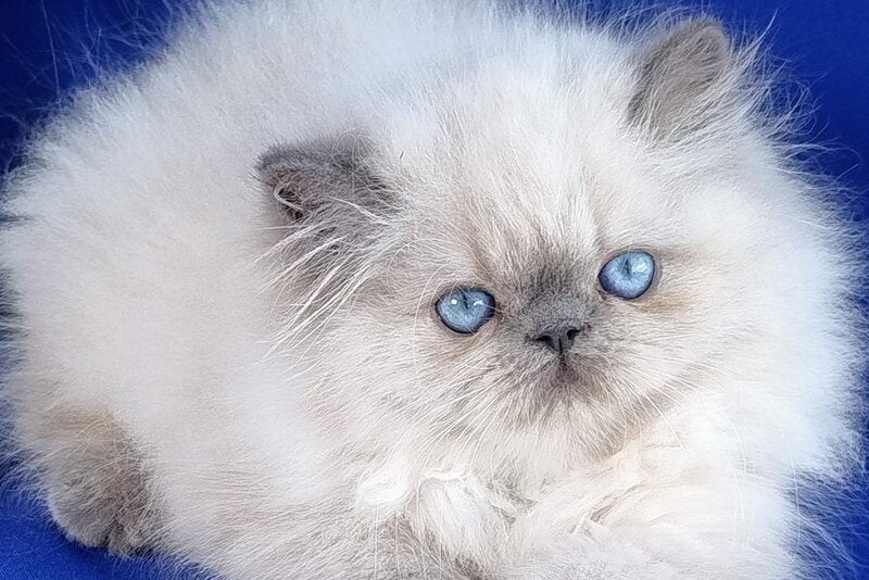Leon Persian male, blue pointed