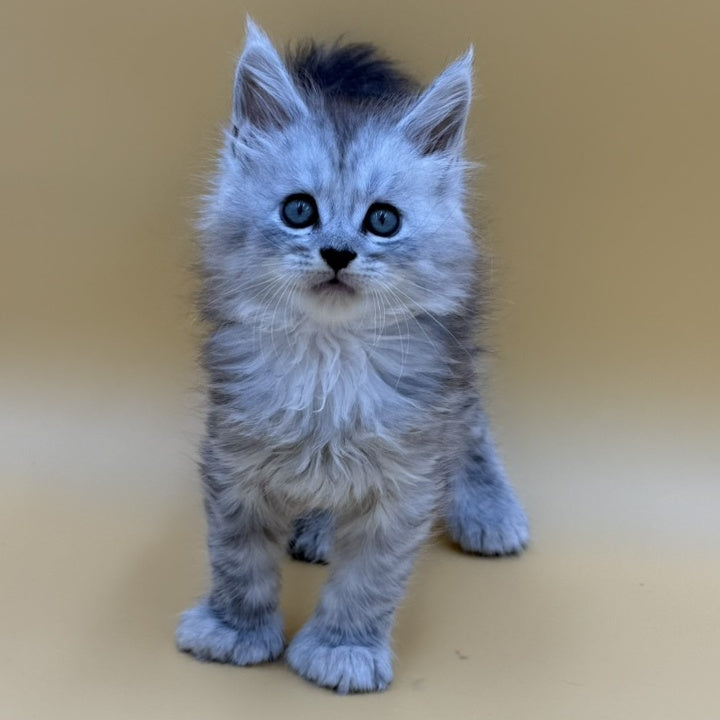 Heyjay Maine Coon male, black silver tabby