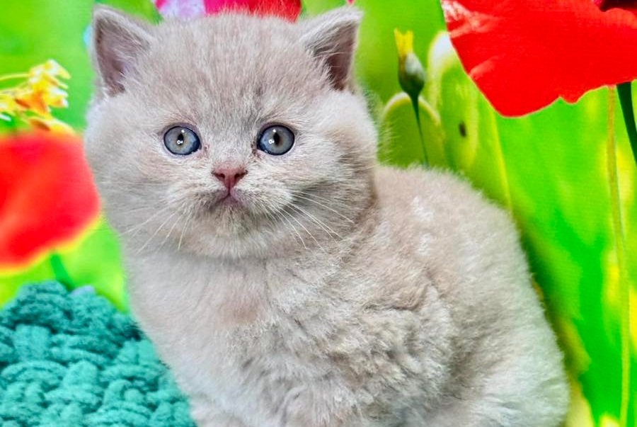 Erika British Shorthair female fawn - live animals
