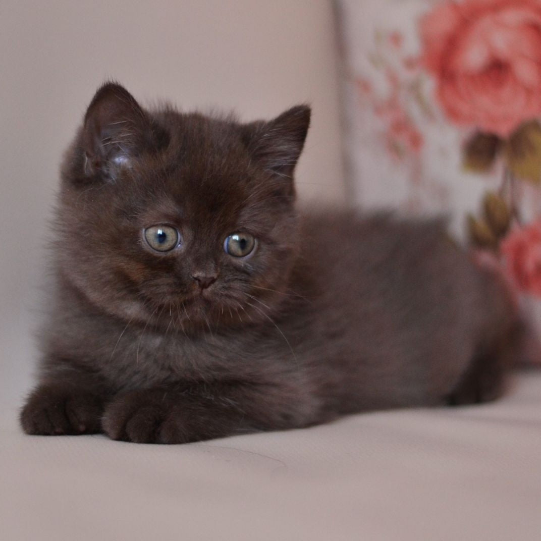 Marsel British Shorthair male, chocolate