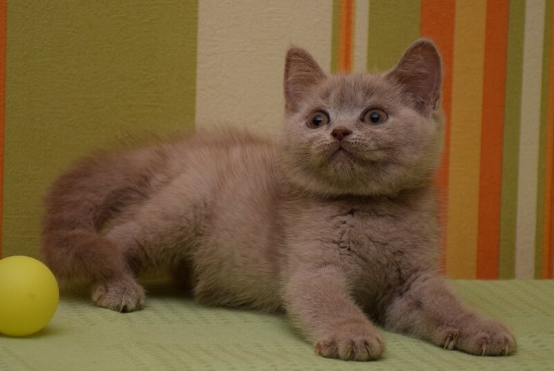 Uylis British Shorthair male, fawn
