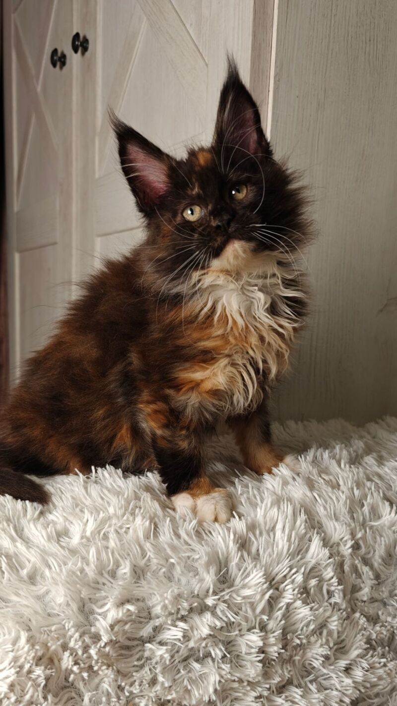 Rivera Maine Coon female black tortie bicolour live animals