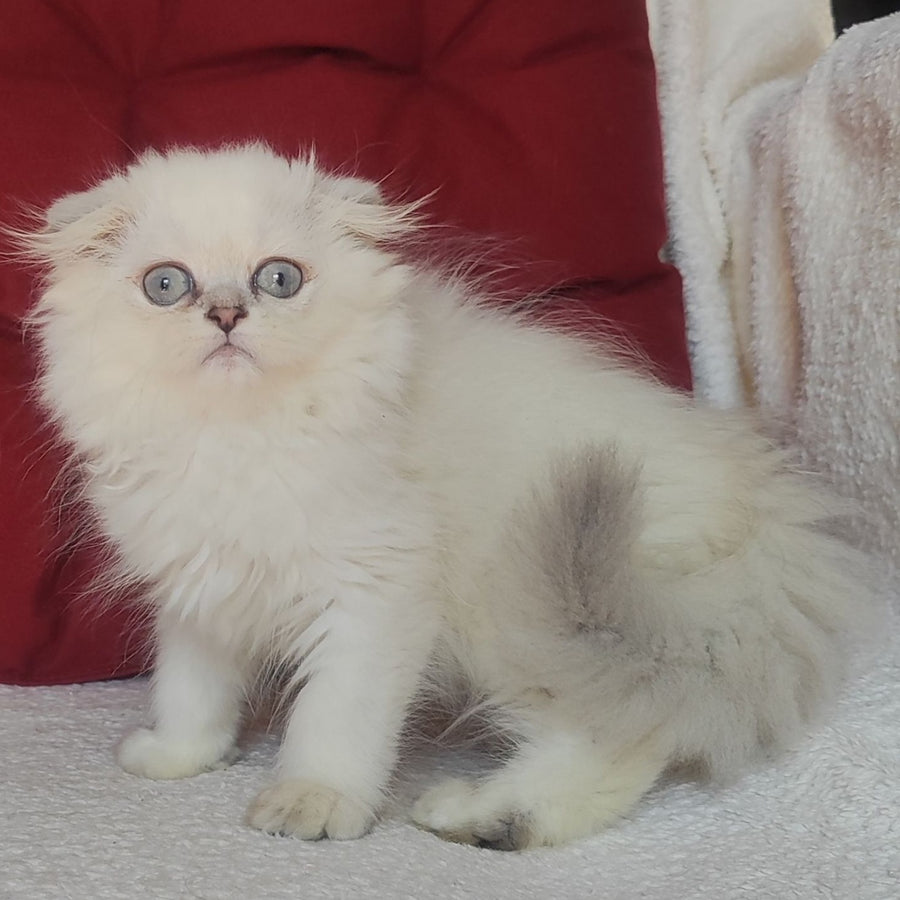 Xavier Scottish Fold male, blue silver ticked tabby