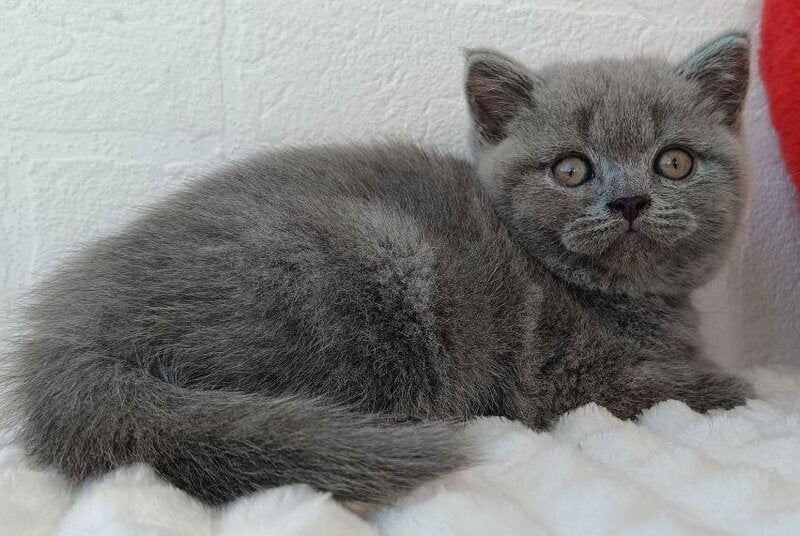 Wendy Scottish Straight female, blue