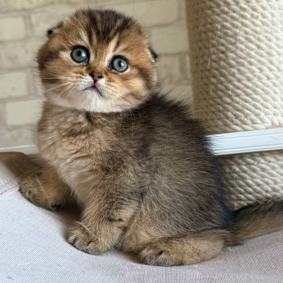 Fiona Scottish Fold female, black golden ticked tabby