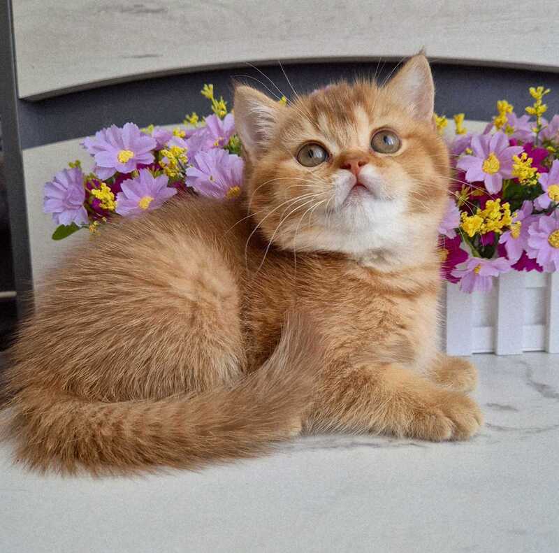 Marta British Shorthair female chocolate golden shaded - live animals