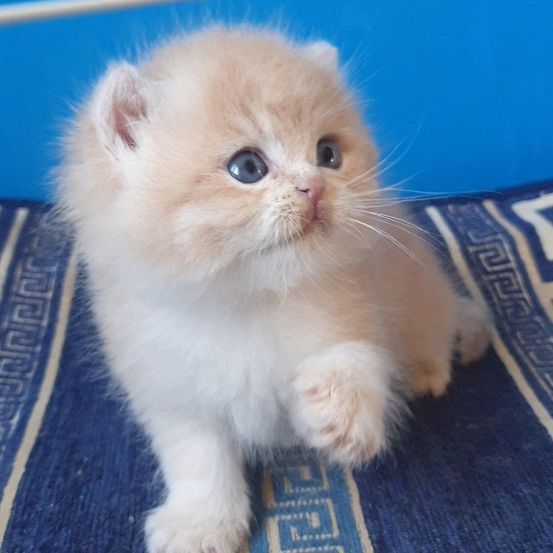 Tom British Shorthair male, lilac golden chinchilla