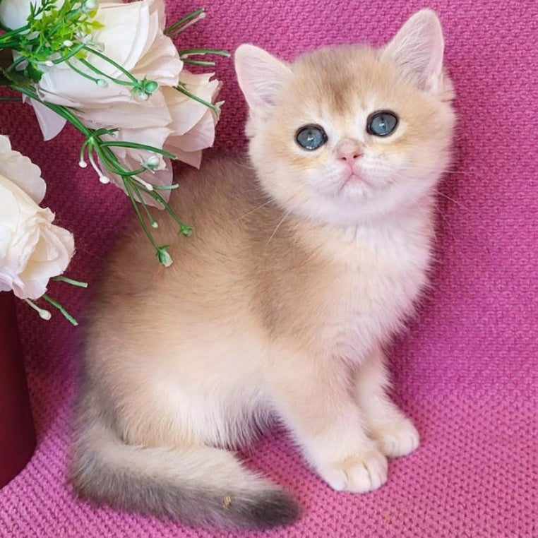 Yannis British Shorthair male, blue golden chinchilla