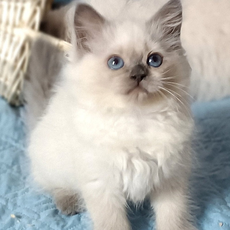 Dona Siberian female, blue pointed