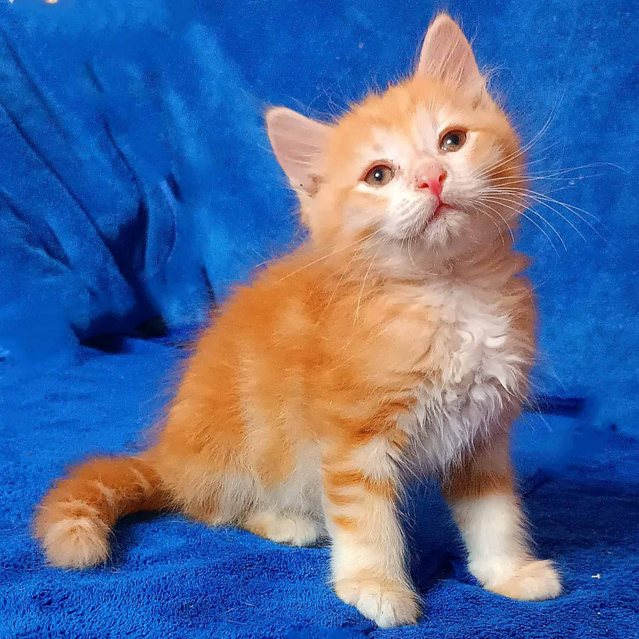 Elvis Siberian male, red tabby