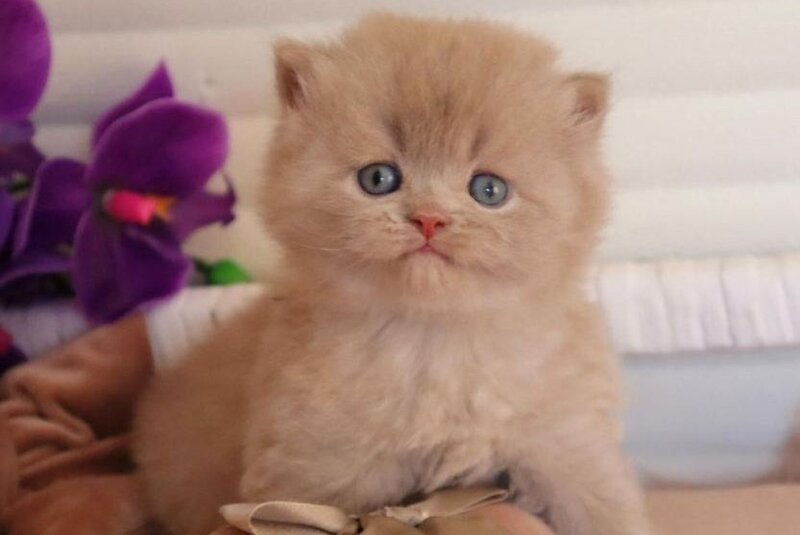 Benjamin British Longhair male fawn - live animals