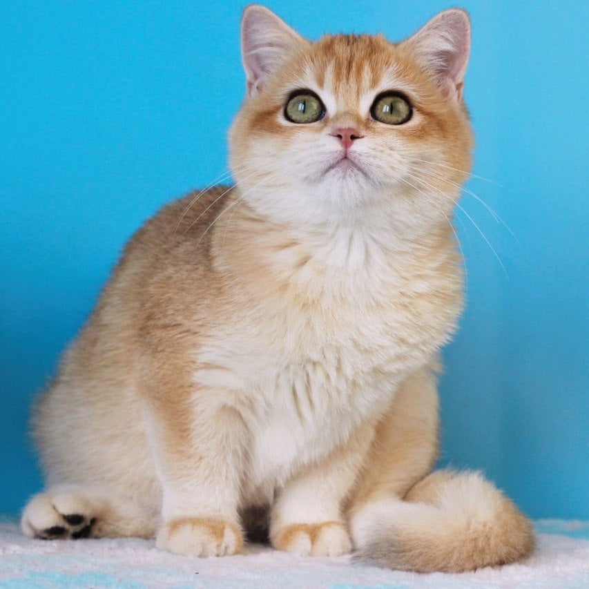 Robert British Shorthair male, black golden shaded