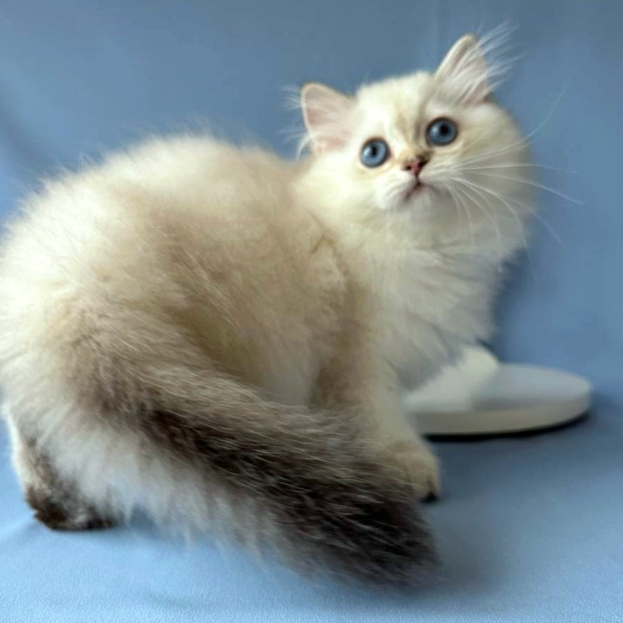 Galaxy Scottish Fold male, black silver tabby pointed
