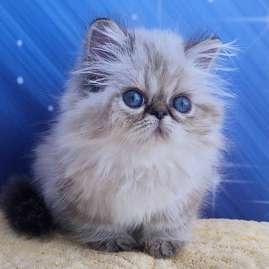 Sindi Persian female, black pointed