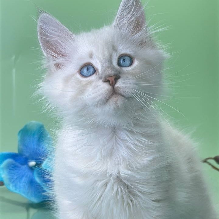 Xavier Siberian male, blue tabby pointed
