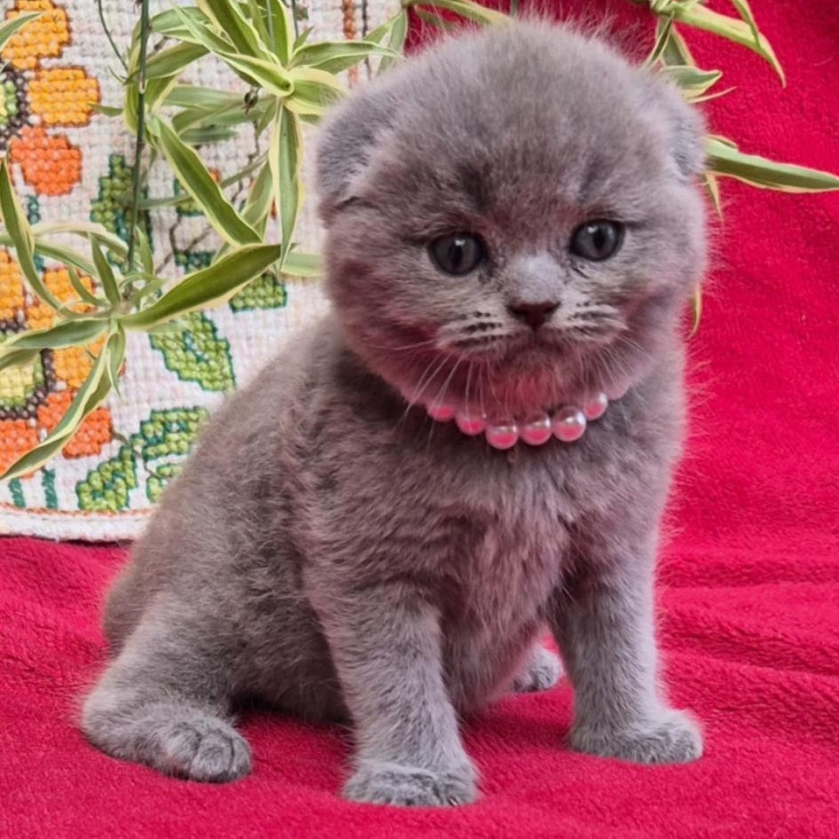Lucas Scottish Fold male, blue