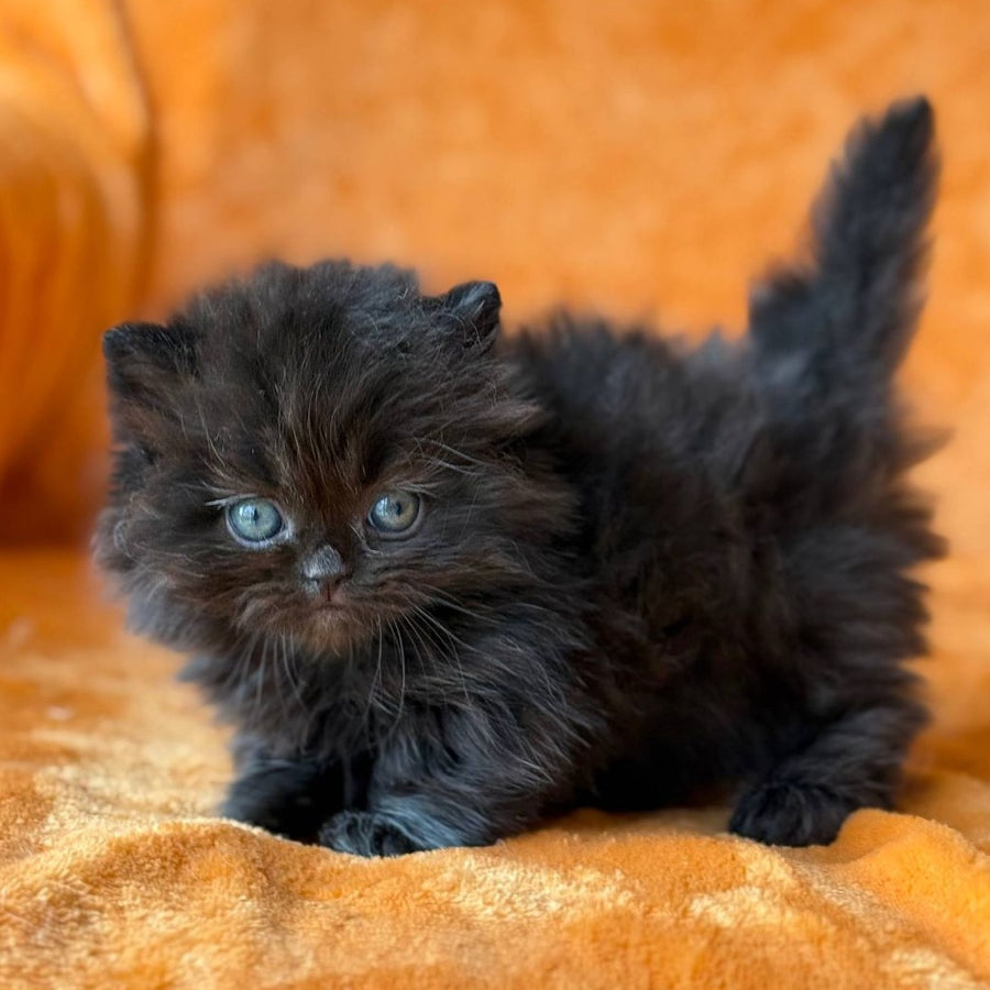 Martin Munchkin male, black