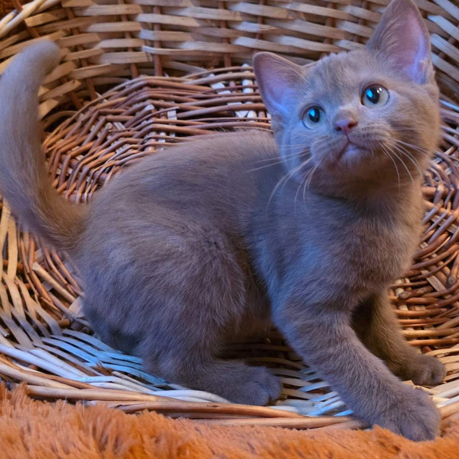 Bonny British Shorthair male, cinnamon