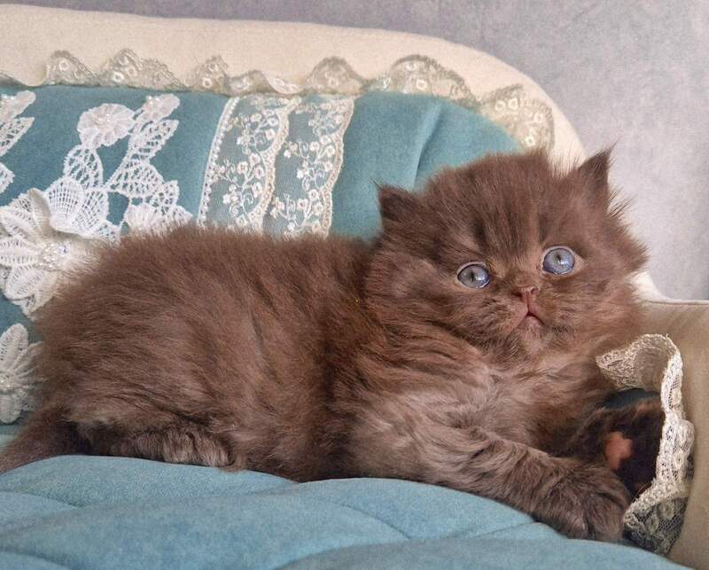 Baron British Longhair male chocolate - live animals