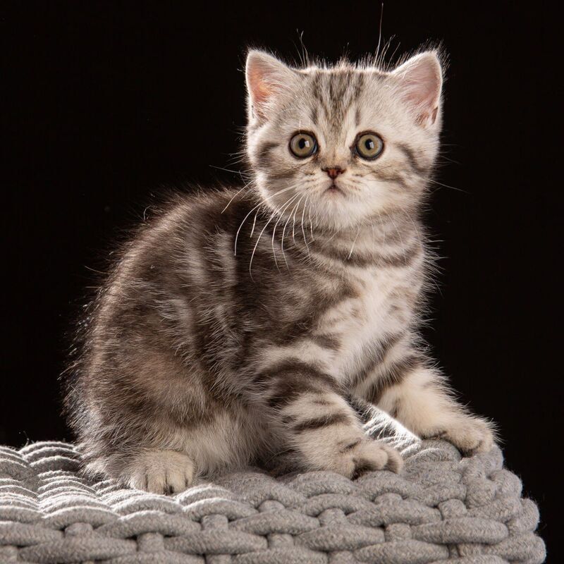Nicole Scottish Straight female black silver tabby - live animals