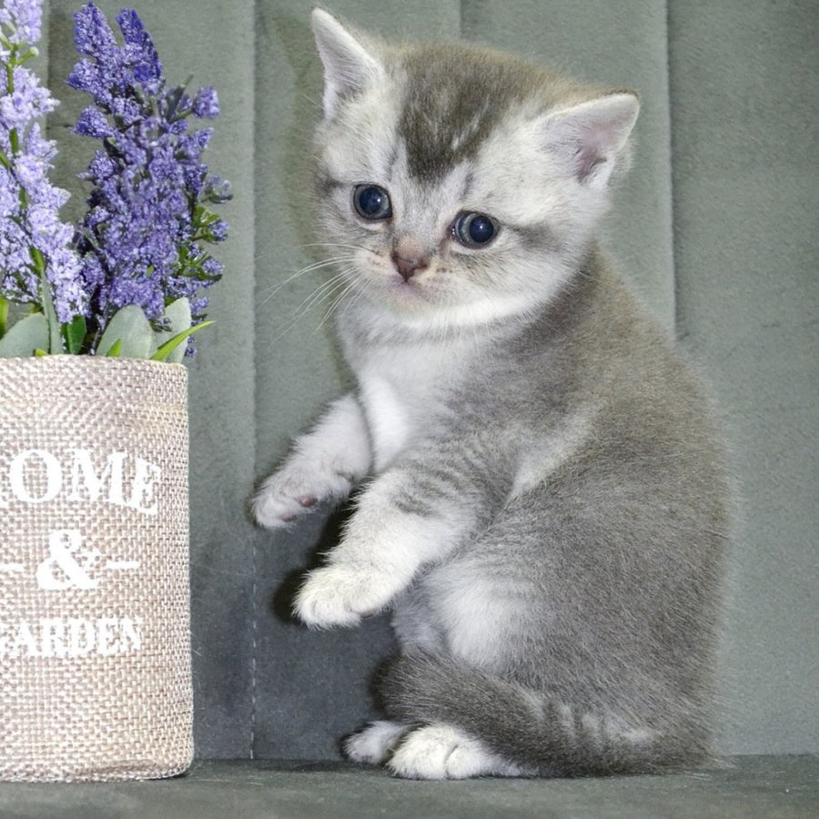 Anet Scottish Straight female, blue silver ticked tabby