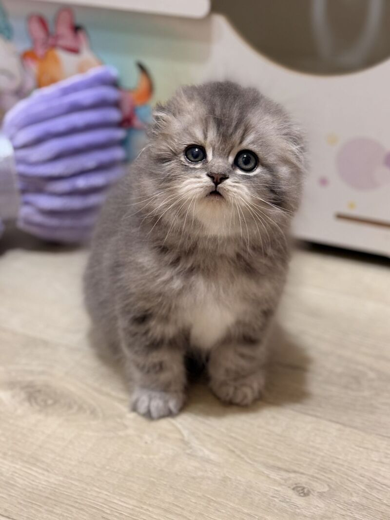 Forbes Scottish Fold male, blue tabby