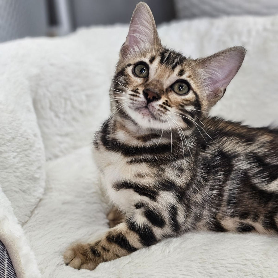 Tahiti Bengal male, black spotted tabby