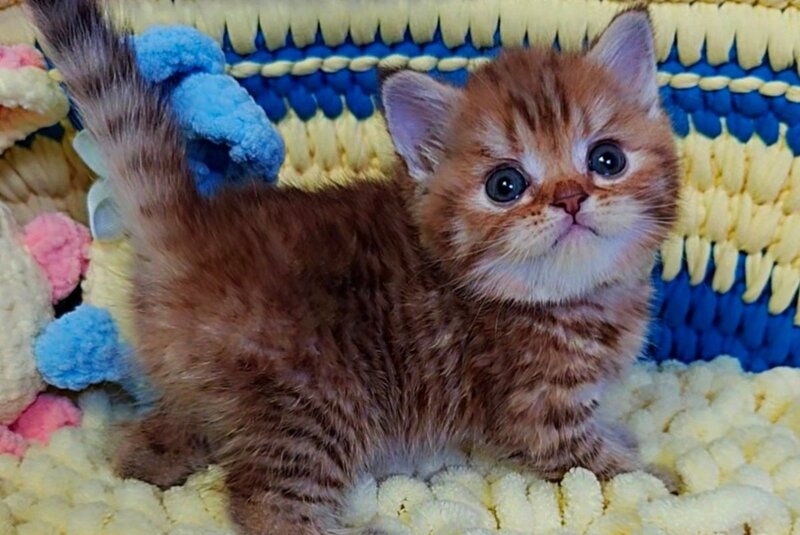 P-J Scottish Straight male, chocolate golden spotted tabby
